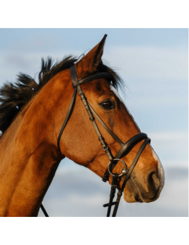 Bridon doublé muserolle combinée - RIDING WORLD 2