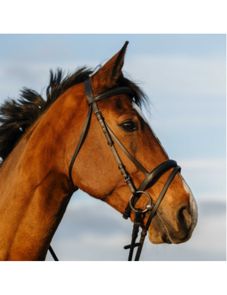 Bridon doublé muserolle combinée - RIDING WORLD