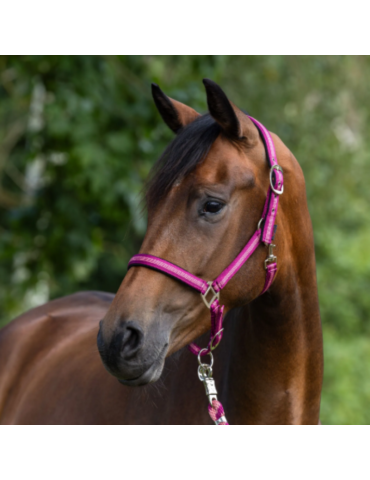 Licol Mustang