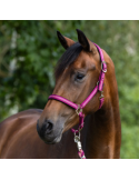 Licol Mustang