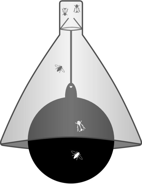 Piège à taons KERBL