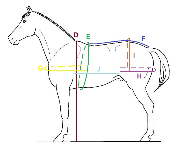 Guide complet de la selle de cheval taille 17 pouces